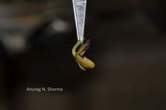 Luisia zeylanica